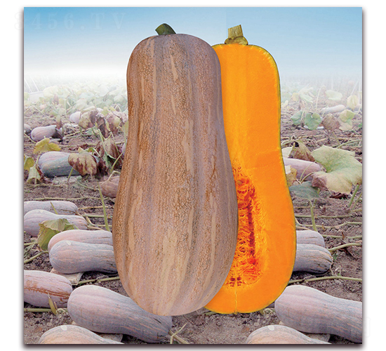 ���r(n��ng)2̖�۱��Ϲϣ�1245��-�ϹϷN��-�����r(n��ng)