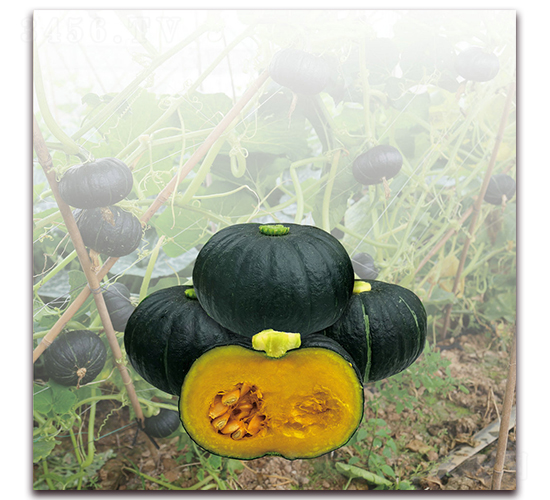 ���r(n��ng)ؐؐ�Ϲϣ�1245��-�ϹϷN��-�����r(n��ng)