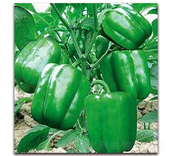 ������-�𽷷N��-�����S��