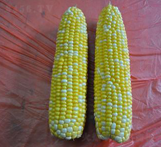 ��������̖(h��o)-��Ŵ���׷N��-�����S��