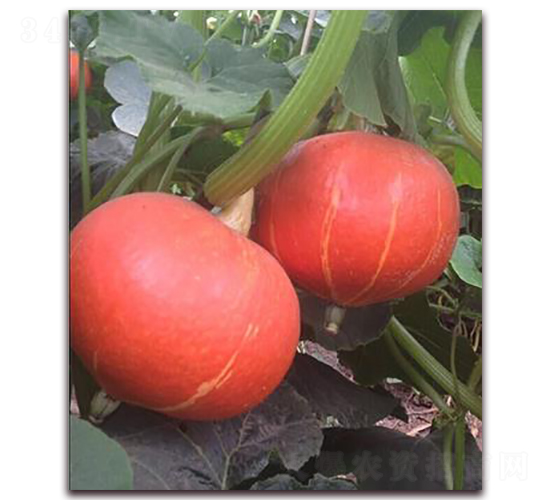 �t����̖(h��o)-�ϹϷN��-�����S��