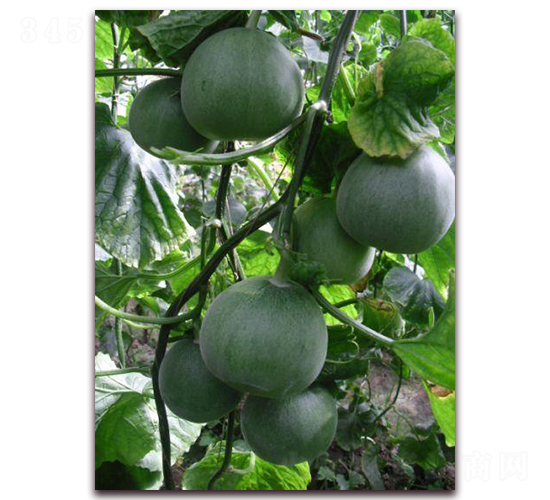 ���-��ϷN��-�����S��