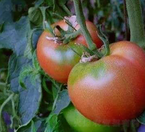 ����һ̖(h��o)-���ѷN��-�¸ɾ�