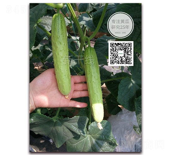 ���P-�S�ϷN��-�¸ɾ�