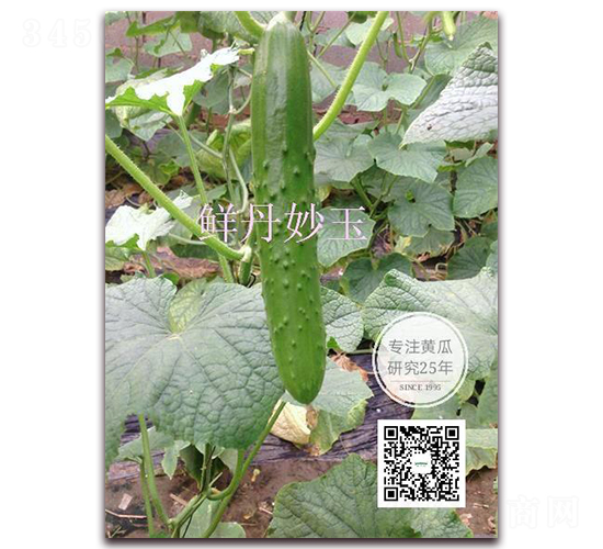 ����-�S�ϷN��-�¸ɾ�