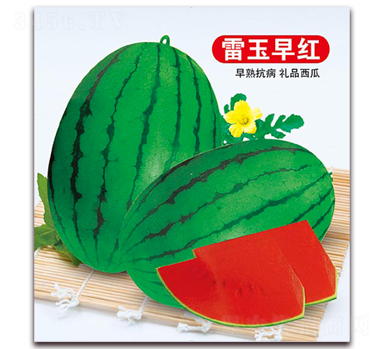 ������t-���ϷN��-����N�I(y��)