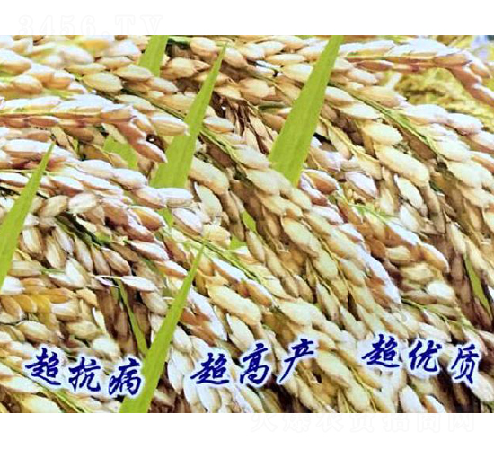 ��T12̖(h��o)-ˮ���N��-���ƷN�I(y��)