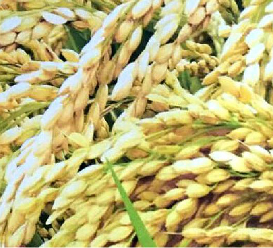 ����1̖(h��o)-ˮ���N��-���ƷN�I(y��)