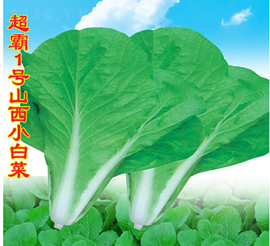 ����1̖ɽ��С�ײ�-С�ײ˷N��-�f�r(n��ng)�߿�