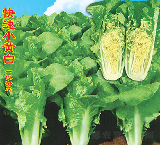 ����С�S��-�ײ˷N��-�f�r(n��ng)�߿�