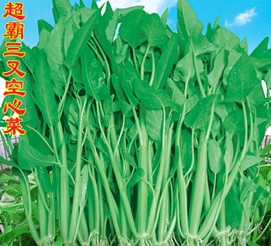 ������Ĳ�-���Ĳ˷N��-�f(w��n)�r(n��ng)�߿�