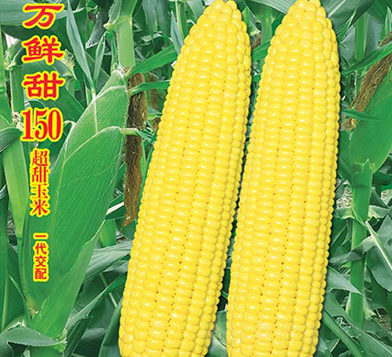 �f(w��n)�r��150-�����׷N��-�f(w��n)�r(n��ng)�߿�