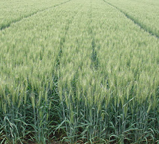 ɽ�r(n��ng)24̖-С���N��-����N�I(y��)