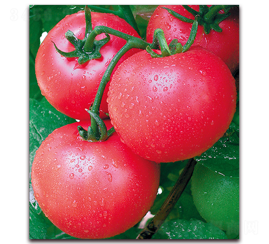 �m��-���ѷN��-����(y��u)�߿�