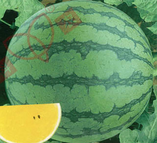 ������-���ϷN��-���r(n��ng)�N�I(y��)