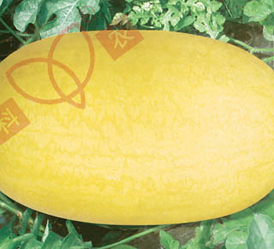 �t����-���ϷN��-���r(n��ng)�N�I(y��)