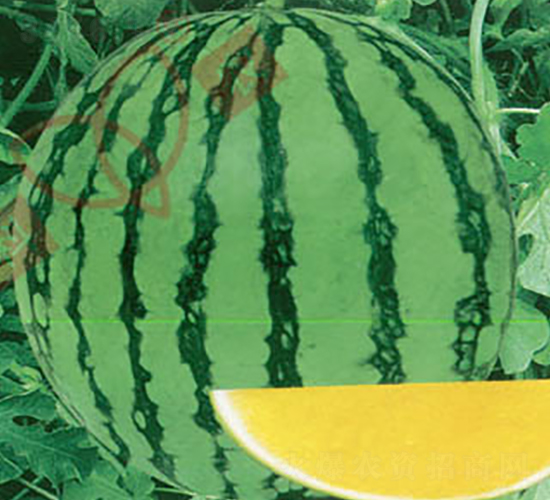 ���r(n��ng)�o����̖-���ϷN��-���r(n��ng)�N�I(y��)