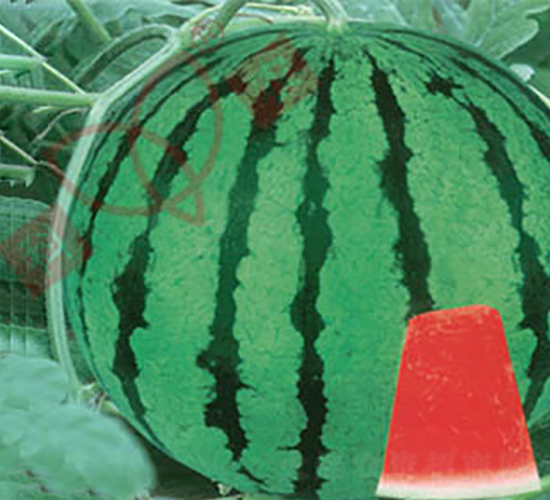 ���r(n��ng)�p��-���ϷN��-���r(n��ng)�N�I(y��)