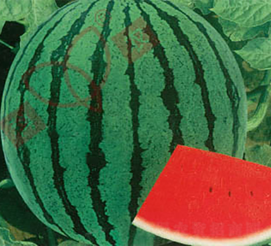 ���r(n��ng)��̖(h��o)-���ϷN��-���r(n��ng)�N�I(y��)