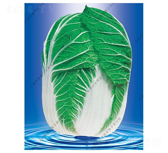 ˮ���I19̖-�ײ˷N��-ˮ���I