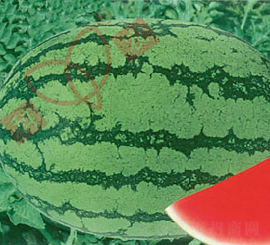 ���r(n��ng)��̖(h��o)-���ϷN��-���r(n��ng)�N�I(y��)