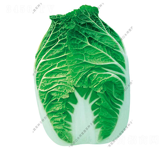 ˮ���I8̖-�ײ˷N��-ˮ���I