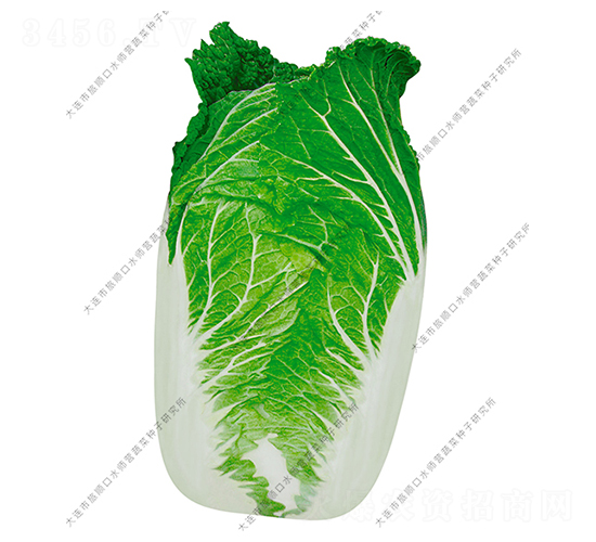 ˮ���I20̖-�ײ˷N��-ˮ���I