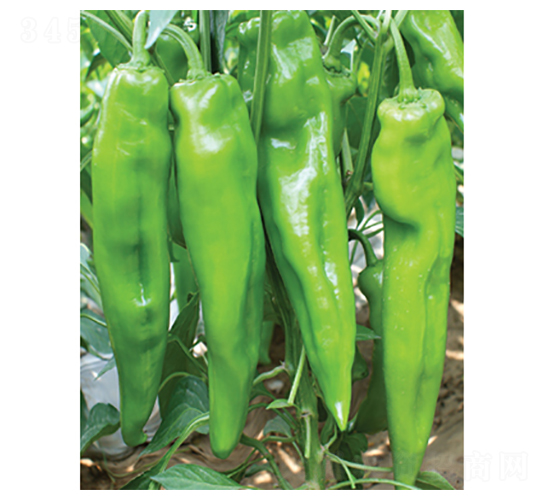 �x��318-�����N��-�x���