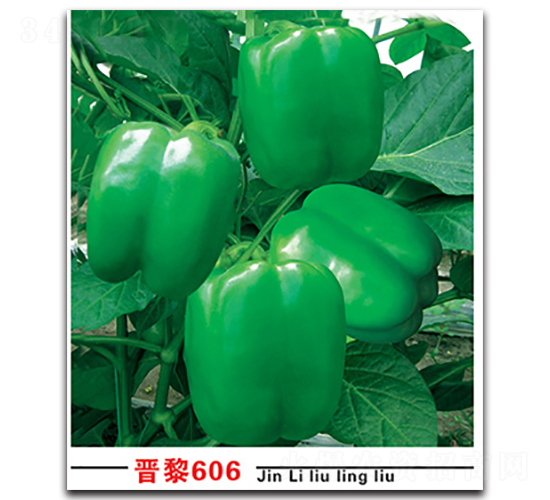 �x��606-�����N��-�x���