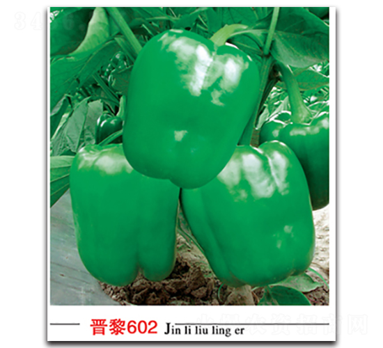 �x��602-�����N��-�x���