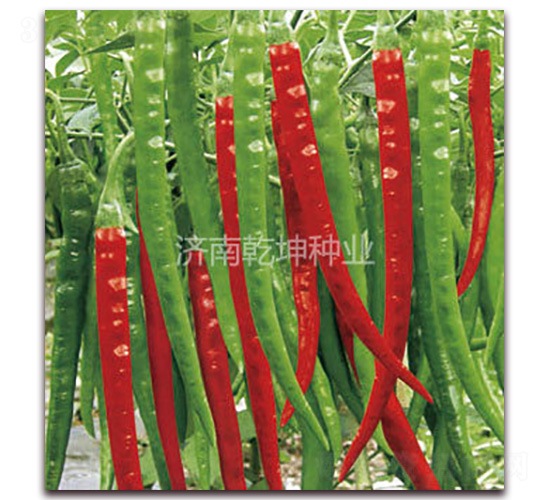 �ѻ�-�����N��-Ǭ���N�I(y��)