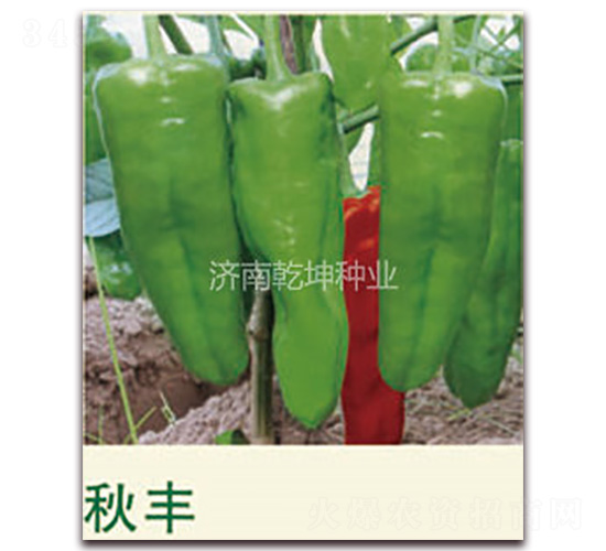 ���S-�����N��-Ǭ���N�I(y��)