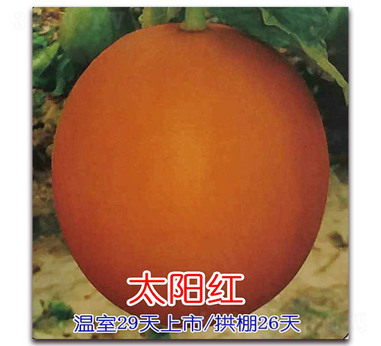 ̫ꖼt-��ϷN��-Ǭ���N�I(y��)