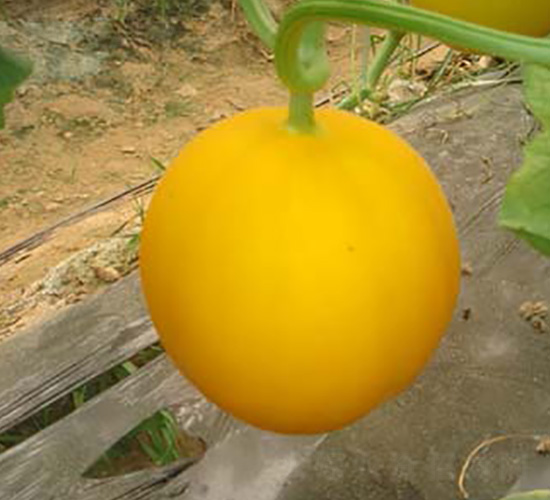 �����ձ�ɯ��-��ϷN��-Ǭ���N�I(y��)