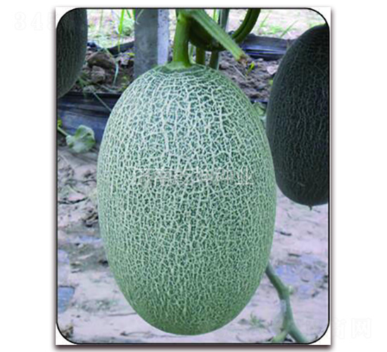 ����-���ܹϷN��-Ǭ���N�I(y��)