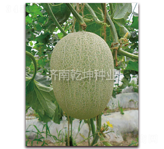 ���-���ܹϷN��-Ǭ���N�I(y��)