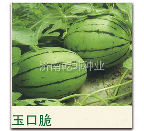 ��ڴ�-���ϷN��-Ǭ���N�I(y��)