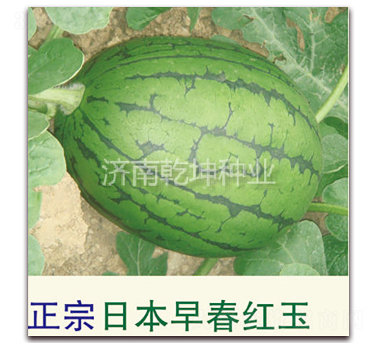 �����ձ��紺�t��-���ϷN��-Ǭ���N�I(y��)