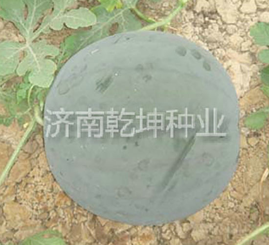 ��ͯ-���ϷN��-Ǭ���N�I(y��)