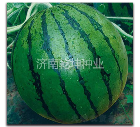 ���x�P��-���ϷN��-Ǭ���N�I(y��)