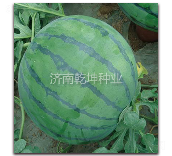 �OƷ������-���ϷN��-Ǭ���N�I(y��)