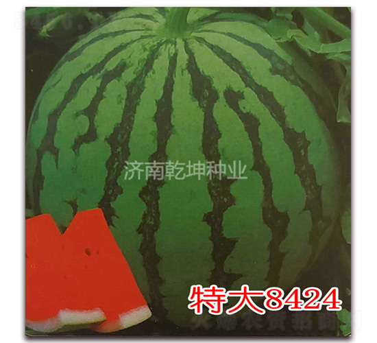 �ش�8424-���ϷN��-Ǭ���N�I(y��)