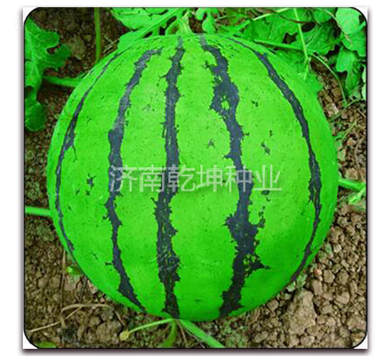 �OƷ����-���ϷN��-Ǭ���N�I(y��)