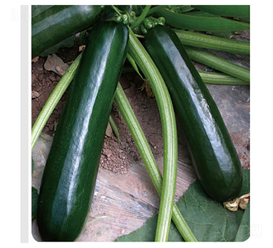 ������̖-�����J�N��-�x���