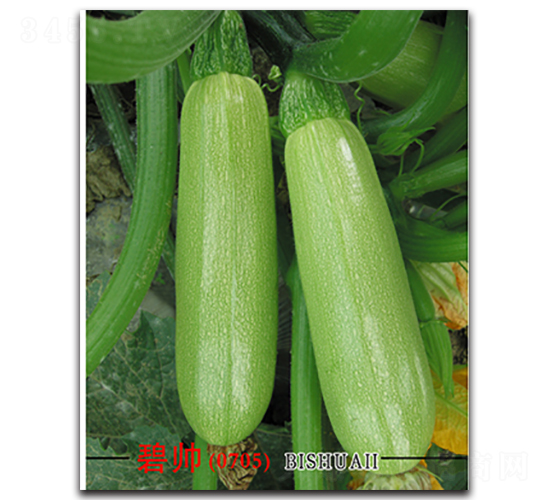 �̎�-�����J�N��-�x���