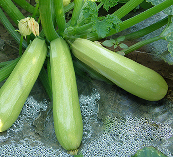 �ل�101-�����J�N��-�x���