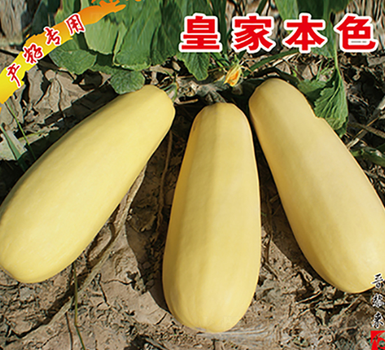 �ʼұ�ɫ-�����J�N��-�x���(l��i)