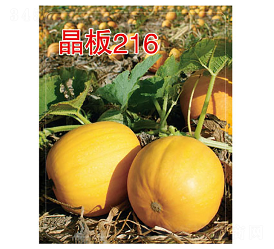 ����216-�����J�N��-�x���