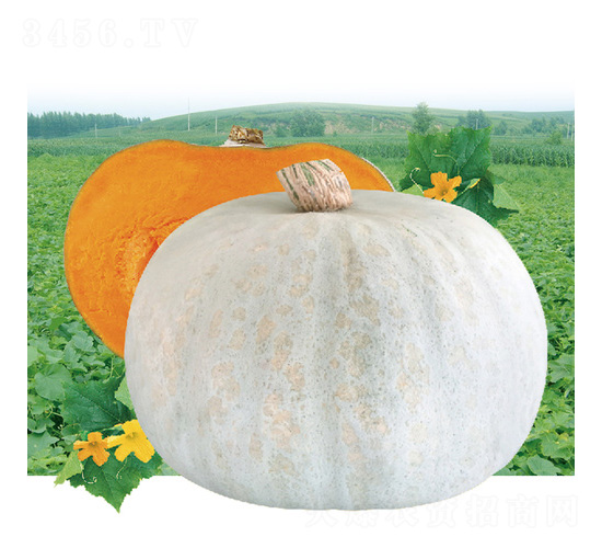 �y�����Ϲ�-�ϹϷN��-��̩�_