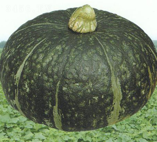 �����Ϲ�-�ϹϷN��-��̩�_(d��)